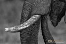 Olifant,Elephant,Loxodonta Africana