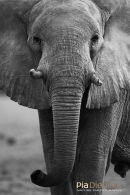 Olifant,Elephant,Loxodonta Africana