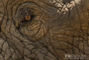 Olifant,Elephant,Loxodonta Africana
