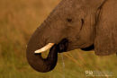 Olifant,Elephant,Loxodonta Africana