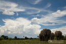 Olifant,Elephant,Loxodonta Africana