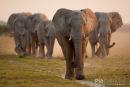Olifant,Elephant,Loxodonta Africana