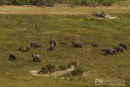Olifant,Elephant,Loxodonta Africana