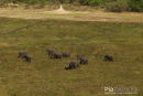Olifant,Elephant,Loxodonta Africana
