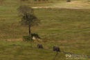 Olifant,Elephant,Loxodonta Africana