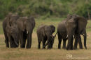 Olifant,Elephant,Loxodonta Africana