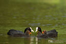 Meerkoet, Eurasian Coot, Fulica Atra