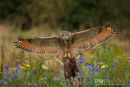 Europese Oehoe,Eurasian Eagle Owl,Bubo Bubo