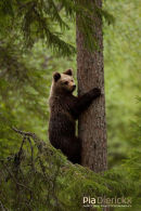 Europese bruine beer,European Brown Bear,Ursus Arctos Arctos