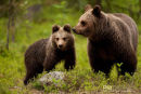 Europese bruine beer,European Brown Bear,Ursus Arctos Arctos