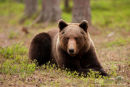 Europese bruine beer,European Brown Bear,Ursus Arctos Arctos