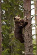 Europese bruine beer,European Brown Bear,Ursus Arctos Arctos