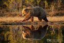 Europese bruine beer,European Brown Bear,Ursus Arctos Arctos