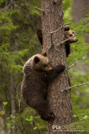 Europese bruine beer,European Brown Bear,Ursus Arctos Arctos
