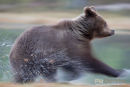 Europese bruine beer,European Brown Bear,Ursus Arctos Arctos