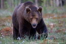 Europese bruine beer,European Brown Bear,Ursus Arctos Arctos