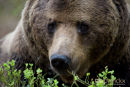 Europese bruine beer,European Brown Bear,Ursus Arctos Arctos
