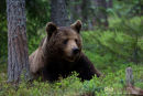 Europese bruine beer,European Brown Bear,Ursus Arctos Arctos