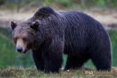 Europese bruine beer,European Brown Bear,Ursus Arctos Arctos
