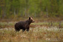 Europese bruine beer,European Brown Bear,Ursus Arctos Arctos