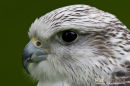 Giervalk, Gyrfalcon, Falco Rusticolus