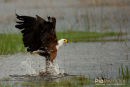 Visarend,Fish Eagle,Pandion Heliaetus 