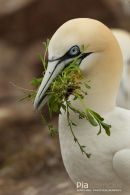 Jan van Gent, Gannet, Morus Bassanus