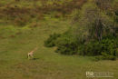 Giraf, Giraffe, Giraffa Camelopardalis