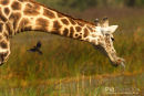 Giraf, Giraffe, Giraffa Camelopardalis 