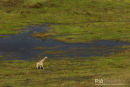 Giraf, Giraffe, giraffa Camelopardalis