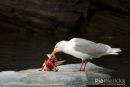 Grote Burgemeester, Glaucous Gull, Larus Hyperboreus
