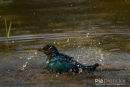 Purperglansspreeuw,Burchell's Starling,Lamprotornis Purpureus