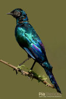 Purperglansspreeuw,Burchell's Starling,Lamprotornis Purpureus