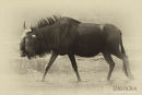 Wildebeest, Gnoe, Connochaetes