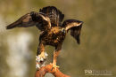 Steenarend,Golden Eagle,Aquila Chrysaetos