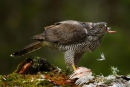 Havik,Goshawk,Accipiter Gentilis