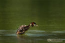 Fuut, Great Crested Grebe, Podiceps Cristatus 