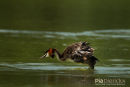 Fuut, Great Crested Grebe, Podiceps Cristatus 