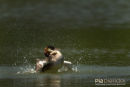 Fuut, Great Crested Grebe, Podiceps Cristatus 