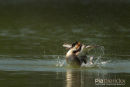 Fuut, Great Crested Grebe, Podiceps Cristatus 
