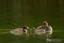 Fuut, Great Crested Grebe, Podiceps Cristatus 