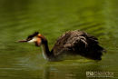 Fuut, Great Crested Grebe, Podiceps Cristatus 