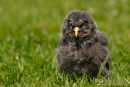Laplanduil,Great Grey Owl,Strix Nebulosa