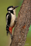 Grote Bonte Specht, Great Spotted Woodpecker, Dendrocopos Major