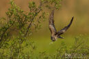 Grijze tok, African Grey Hornbill, Tockus Nasutus