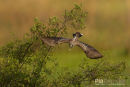 Grijze tok, African Grey Hornbill, Tockus Nasutus