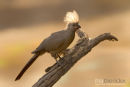 Vale Toerako, Grey Lourie, Corythaixoides Concolor	