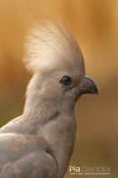 Vale Toerako, Grey Lourie, Corythaixoides Concolor	