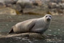 Grijze Zeehond of Kegelrob,  Grey Seal or Hooked-nosed sea pig, Halichoerus Grypus