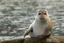Grijze Zeehond of Kegelrob,  Grey Seal or Hooked-nosed sea pig, Halichoerus Grypus